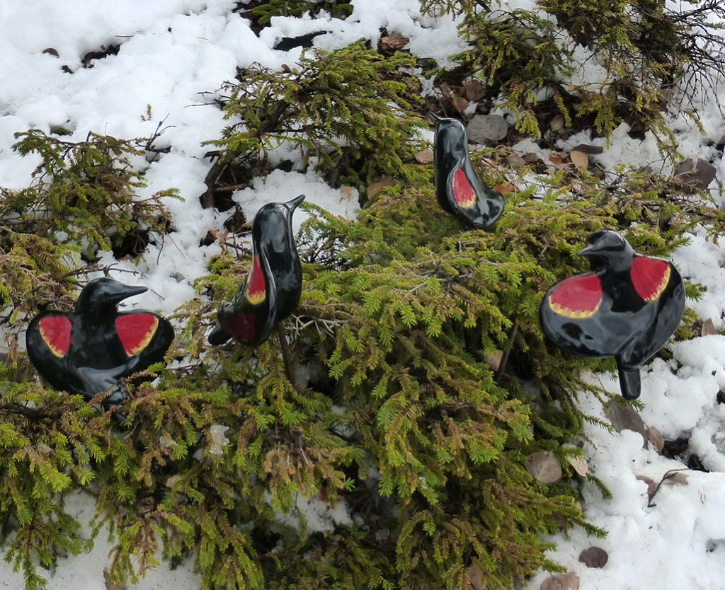 cathy weber - art - clay- woman - montana - ceramic - porcelain - bird - redwing - red winged - blackbird