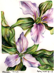 cathy weber - art - painting - woman -flowers - watercolor - moon phase- montana - painting - parchment - skin - botanical - study - wildflower - trillium