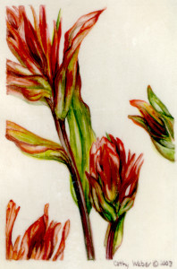 cathy weber - art - painting - woman -flowers - watercolor - moon phase- montana - painting - parchment - skin - botanical - study - wildflower - indian paintbrush