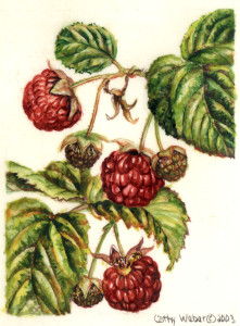 cathy weber - art - painting - woman -flowers - watercolor - moon phase- montana - painting - parchment - skin - botanical - study - wildflower - raspberry
