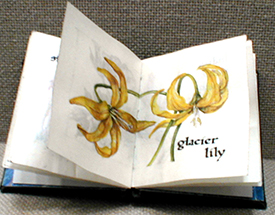 cathy weber - artmaker - montana - watercolor - woman - glacier lily - art - wildflower - artist - book